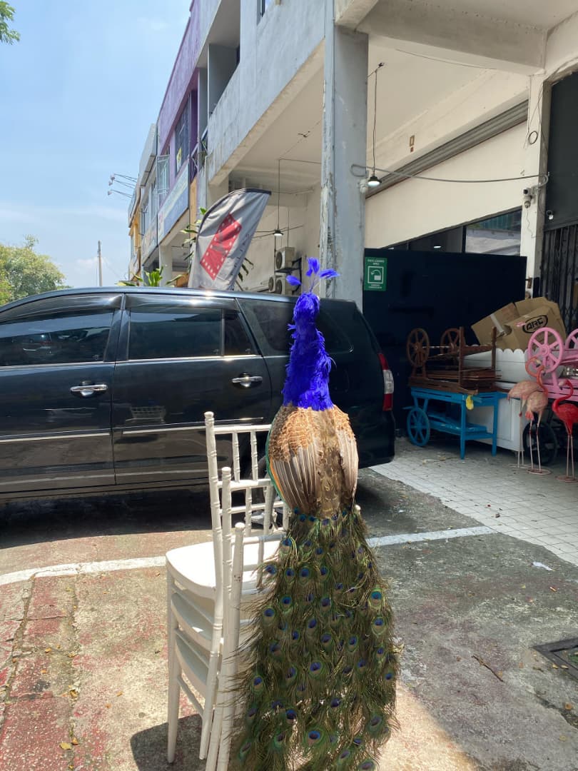 Standing simulated peacock-rental - Image 3