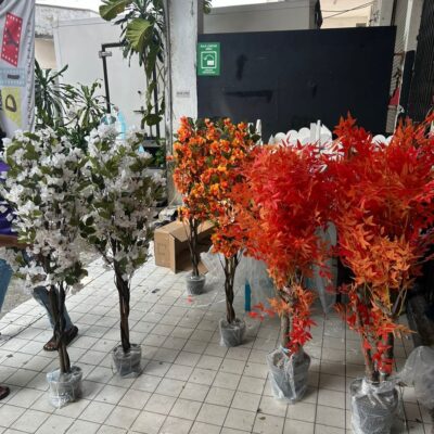 Pokok bunga kertas / Bougainvillea